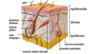 dermatologia